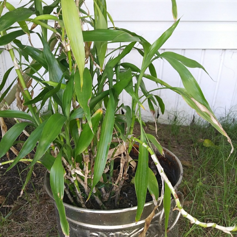 Bamboo plant with pot local pick up